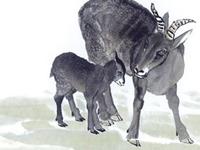 2003年属羊2017年本命佛