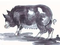 生肖猪的真面目