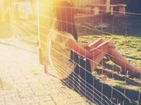 生肖狗女生什么时候最需要安慰