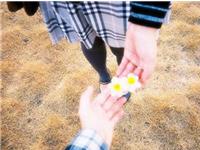 生肖猪会因为什么放弃爱情