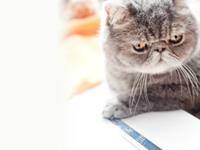 这三个星座，动不动就炸毛