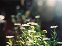 紫微斗数太阳星2017年6月运势