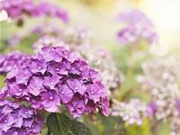 12星座五月下旬爱情运势（下）