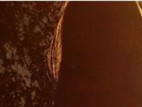 十二生肖谁好奇心最强