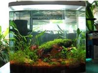 在风水中养鱼要注意哪些呢？