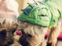 希望别人依赖自己的星座