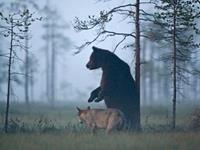 射手兔塔罗运势占卜（6.19-6.25）