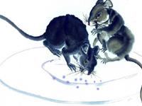 生肖鼠男忙碌之余如何讨老婆开心