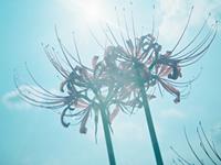 双鱼座会有恻隐之心吗