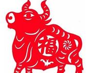 生肖牛睡觉之前有什么怪癖