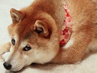 12星座谁最容易沦为单身狗？（下）