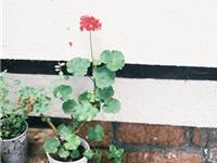 易鑫老师一周生肖吉凶日（7.17-7.23）