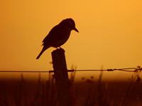 摩羯座最不可告人的秘密