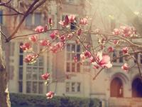 浮图塔一周生肖运势(7.24-7.30)