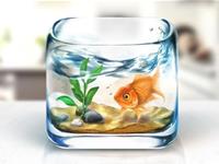 养鱼风水教你选择正确的鱼缸形状