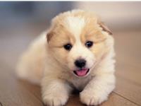 最怕在家里养狗狗的生肖