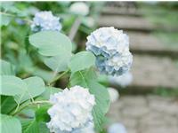 李云天生肖蛇2017年9月运程