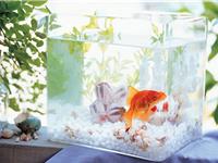 鱼缸摆放在何处才能带来福运