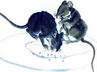 属鼠人2019年运势 2019年属鼠人的全年运程