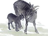 属羊人2019年运势 2019年属羊人的全年运程