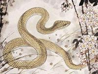 1989年属蛇的人2019年运势及运程大全解析