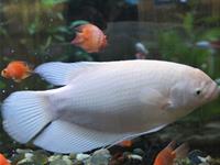 哪些壁纸可以旺财运