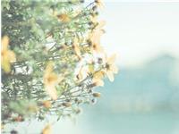 羲邑师姐2017年10月生肖龙运势