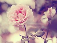 摩羯座是最聪明的吗