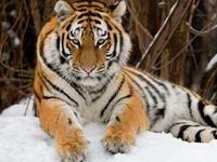 属虎2018年吉祥物怎么戴效果最好