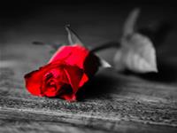 双鱼座是最善变的吗