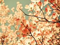 紫微斗数巨门星2017年11月爱情运势