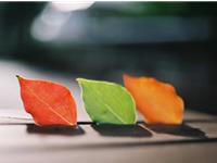 紫微斗数紫微星2017年11月爱情运势