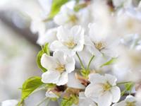 总是考虑他人，从不考虑自己的星座