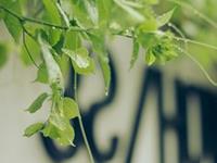 小三无法插足的星座