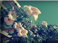 郑博士一周生肖运势（10.30-11.5）