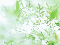 不为权贵低头的星座