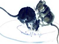 羲邑师姐2017年11月生肖鼠运势