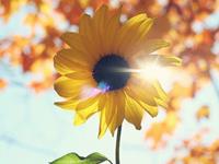 白羊座的最大特点，白羊座的最大特征