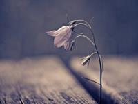 狮子座的最大特点，狮子座的最大特征