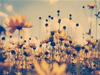 泓翔2017年11月生肖蛇人际关系运势