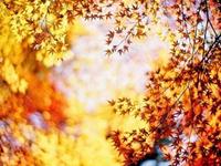 泓翔2017年11月生肖虎财气运势