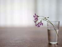 2018年运势最好的五大生肖