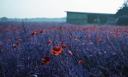 当陷入逆境时你会采取什么态度来对待呢