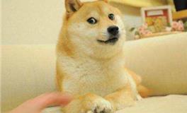 细数单身狗最多的三大生肖