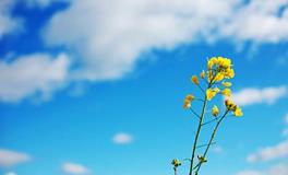 2018年命宫武曲星运势