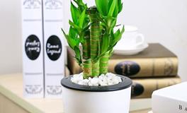 富贵竹的风水作用