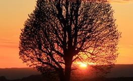 狮子座傻蛋排第几名