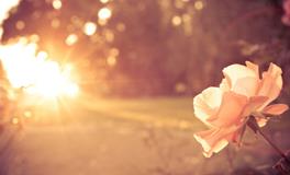 摩羯座傻蛋排第几名