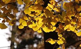 各种植物的风水功效