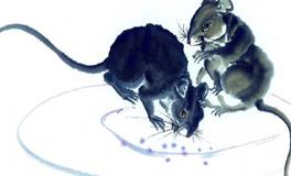 泓翔2018年生肖鼠事业运势